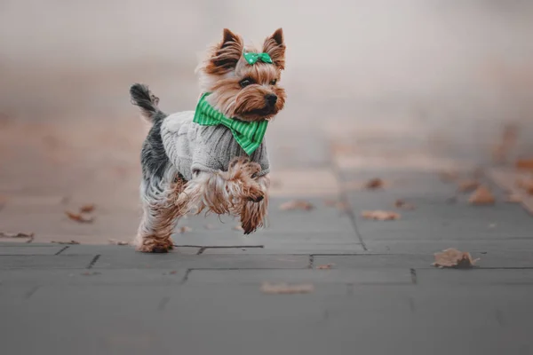 Yorkshire Terrier, φορώντας ένα πουλόβερ στο Φθινοπωρινό φόντο — Φωτογραφία Αρχείου