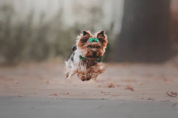 Yorkshire Terrier, φορώντας ένα πουλόβερ στο Φθινοπωρινό φόντο — Φωτογραφία Αρχείου