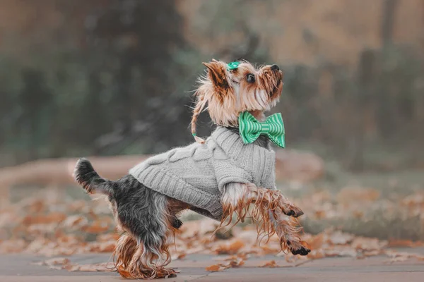 Yorkshire Terrier portant un pull en arrière-plan d'automne — Photo