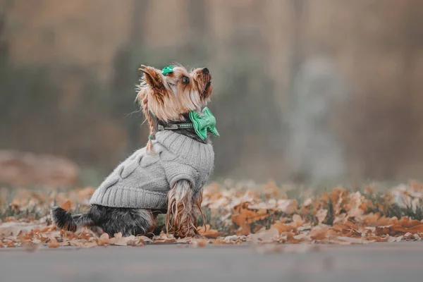 Jorkšírský teriér na sobě svetr na podzimní pozadí — Stock fotografie