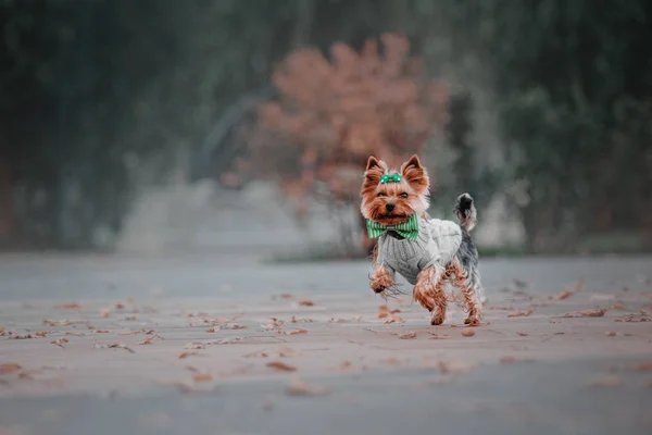 Yorkshire terrier mit pullover im herbstlichen hintergrund — Stockfoto