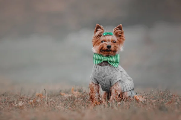 Yorkshire Terrier vistiendo un suéter en el fondo de otoño — Foto de Stock