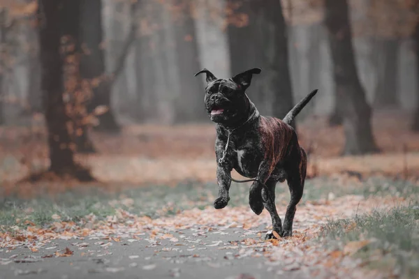 Bullmastiff köpek açık — Stok fotoğraf