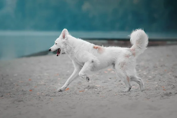 Laufhund im Freien — Stockfoto