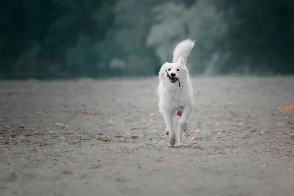 Бег собак на открытом воздухе — стоковое фото