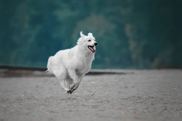 Running dog outdoor — Stock Photo, Image