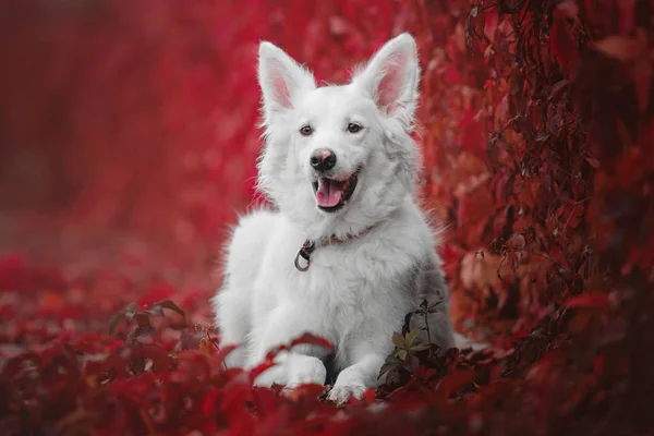 Kırmızı sonbahar arka plan üzerinde güzel beyaz bir sevimli köpek — Stok fotoğraf