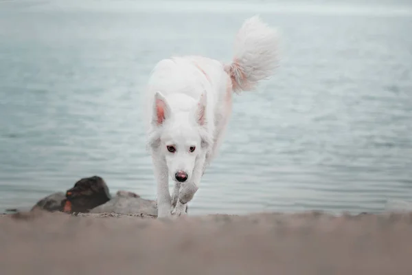 Mooie witte schattige hond op rode achtergrond van de herfst — Stockfoto