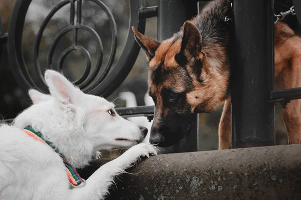 Zwei Hunde im Freien — Stockfoto