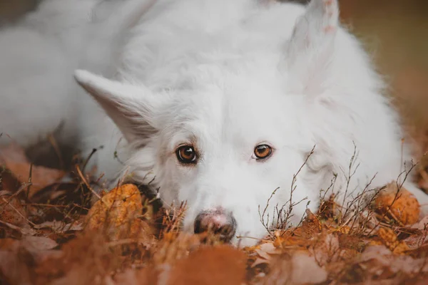 Hermoso perro lindo blanco sobre fondo rojo de otoño —  Fotos de Stock
