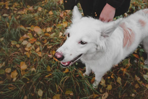 秋の公園で所有者との散歩に犬 — ストック写真