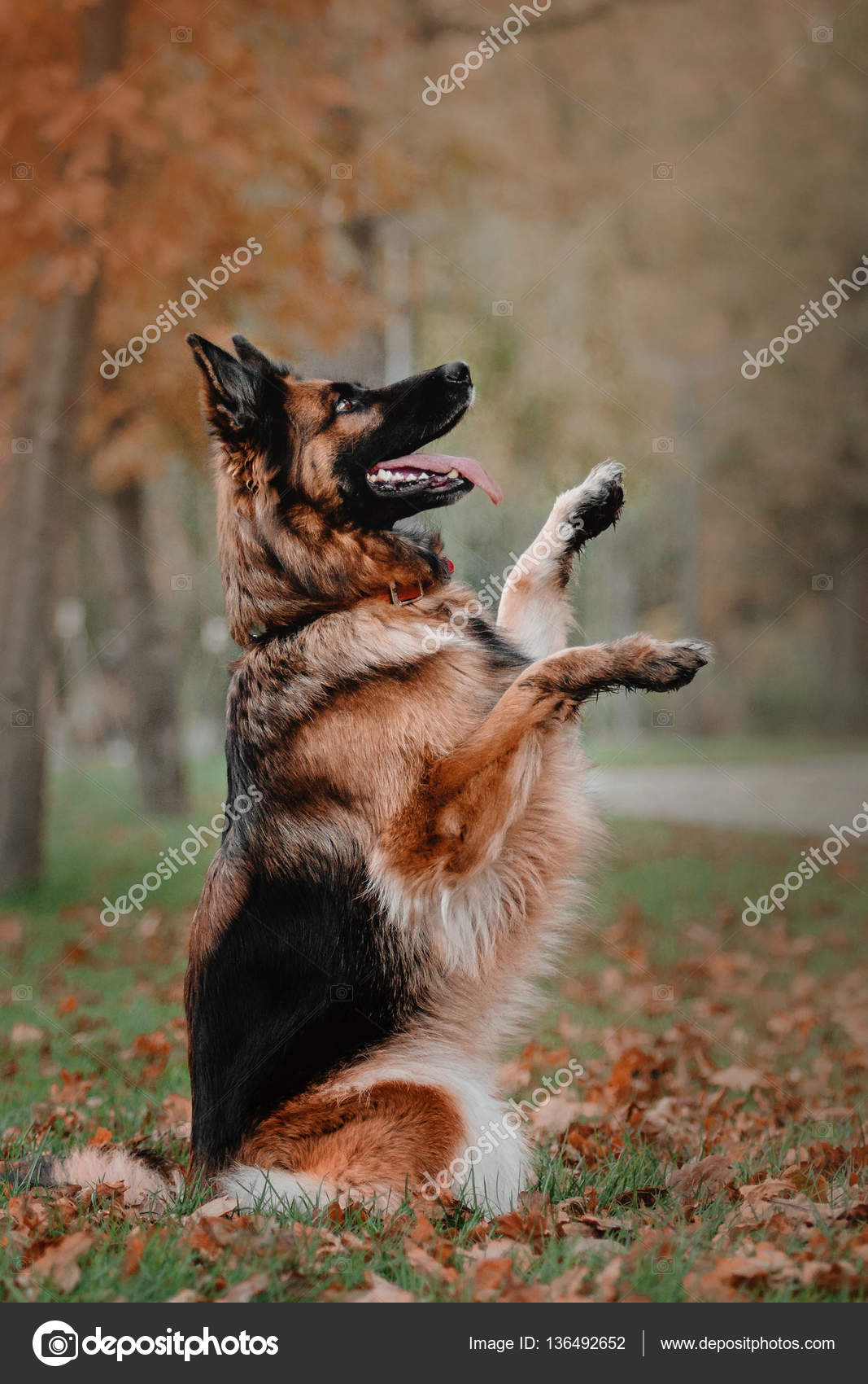 Why Do Dogs Sit Up On Hind Legs