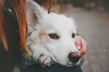 Köpek sahibi ile bir yolda