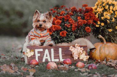 Köpek doğurmak Yorkshire terrier oturan bir ekose pumpkins, yaprakları, krizantem ve ahşap bir işareti ile kelime 