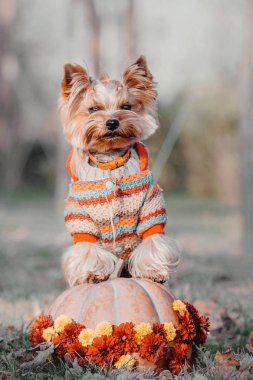 Yorkshire Terrier köpeği.