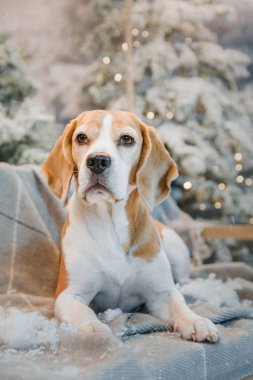 Noel ağacının yanında oturan güzel beagle köpek