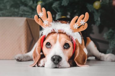 Ren geyiği poz güzel beagle köpek Noel ağacının yanında oturur