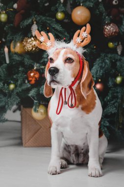 Beautiful beagle dog posing as a reindeer sits near a Christmas tree clipart