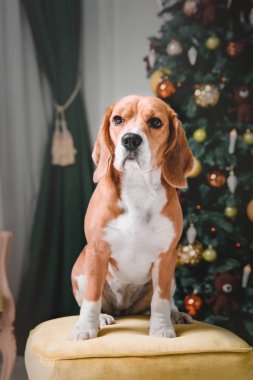 Noel ağacının yanında oturan güzel beagle köpek