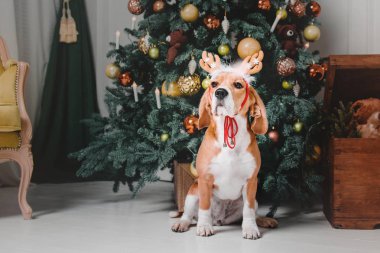 Ren geyiği poz güzel beagle köpek Noel ağacının yanında oturur