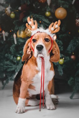 Ren geyiği poz güzel beagle köpek Noel ağacının yanında oturur