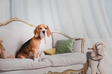 birlikte kanepede oturan güzel beagle köpekler