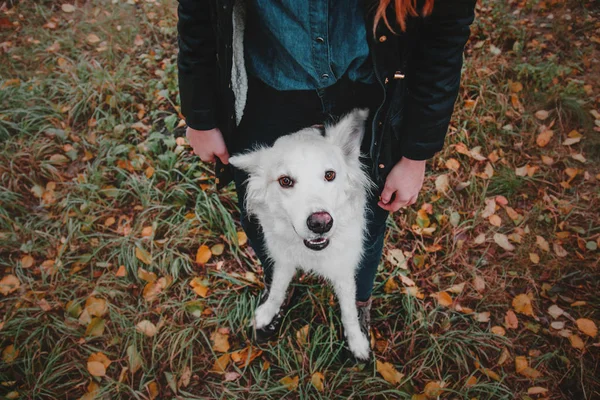 Cão em um passeio com o proprietário no parque de outono — Fotografia de Stock