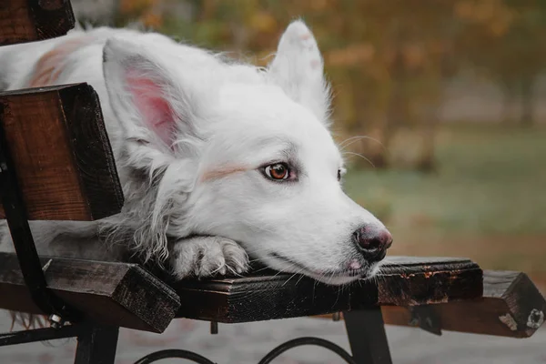 Красива біла змішана порода собака лежить на лавці в осінньому міському парку . — стокове фото