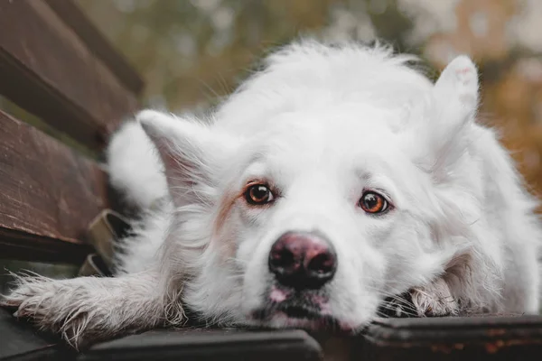 Красивая белая собака смешанной породы лежит на скамейке в осеннем городском парке . — стоковое фото