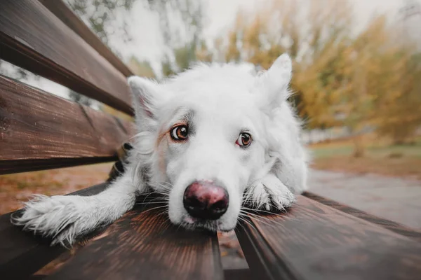Schöner weißer Mischlingshund liegt auf der Bank im herbstlichen Stadtpark. — Stockfoto