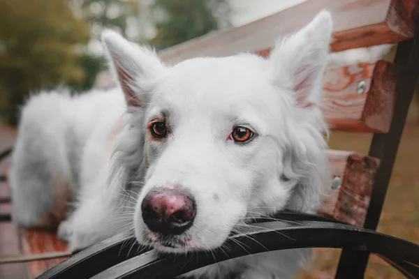 Hermoso perro blanco de raza mixta acostado en el banco en el parque de otoño de la ciudad . — Foto de Stock