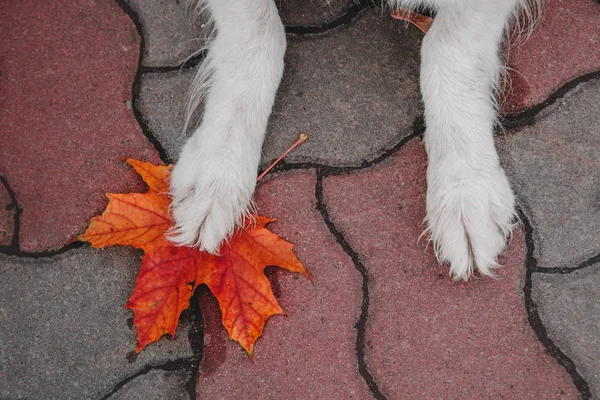 Automne. Chien couché près de la feuille — Photo