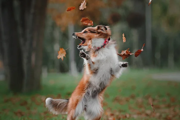 Shetland cão pastor pulando e pegando folhas de outono caindo no parque — Fotografia de Stock