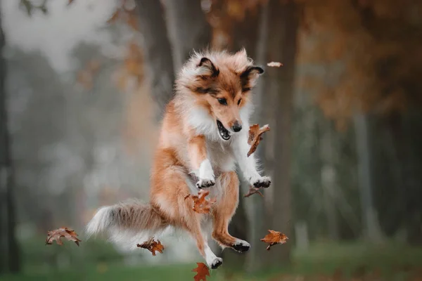 Shetland perro pastor saltando y la captura de la caída de hojas de otoño en el parque — Foto de Stock