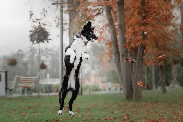 Border collie dog puppy jumping and catching falling autumn leaves at the park