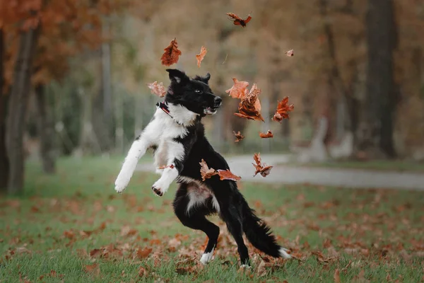 Border collie dog puppy jumping and catching falling autumn leaves at the park