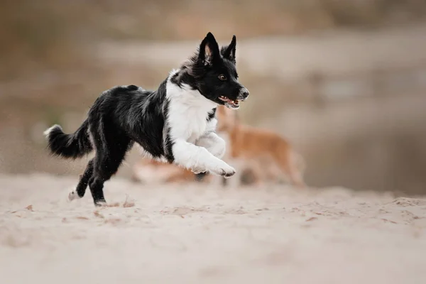 边境牧羊犬的狗小狗在沙滩上运行 — 图库照片