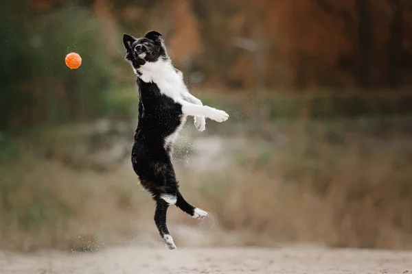 Fronteira collie cachorro cão pulando na areia — Fotografia de Stock