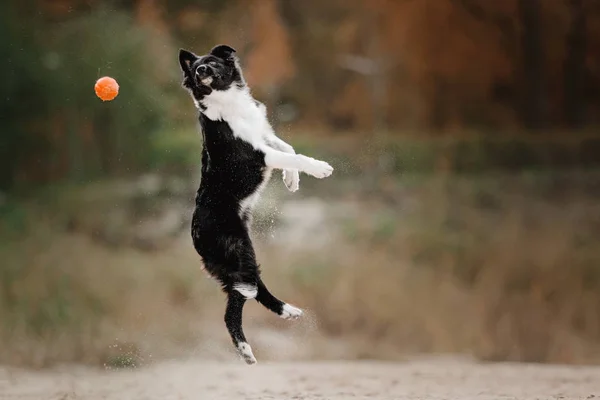 Border collie cane cucciolo saltando sulla sabbia — Foto Stock