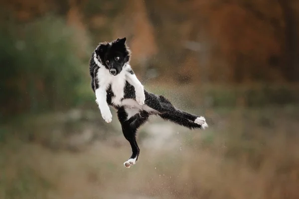 Fronteira collie cachorro cão pulando na areia — Fotografia de Stock