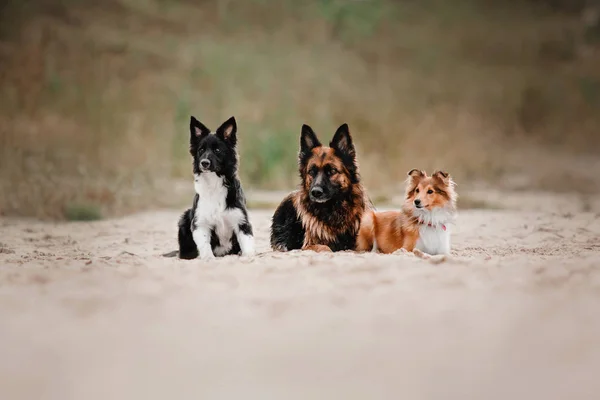 Trois chiens allongés sur la plage. Border collie chien chiot, shetland chien de berger et chiens de berger allemand ensemble — Photo