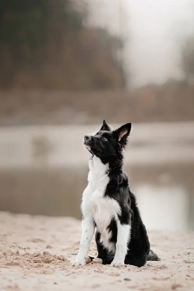 해변에 앉아 보더 콜 리 강아지 — 스톡 사진