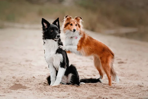 Dos perros abrazándose. Frontera collie perro cachorro y shetland pastor juntos —  Fotos de Stock