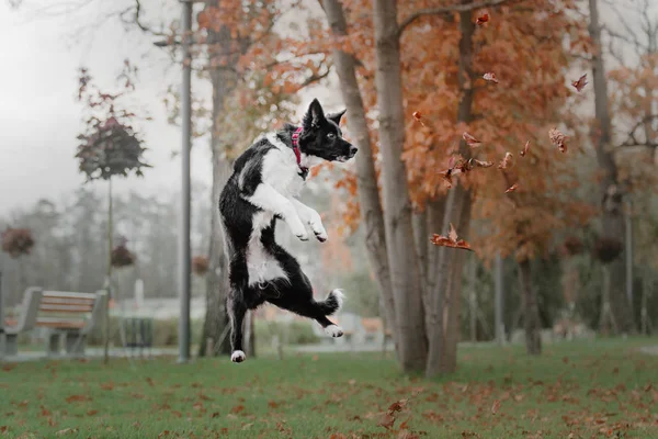 Fronteira collie cachorro cão pulando e captura queda outono folhas no parque — Fotografia de Stock