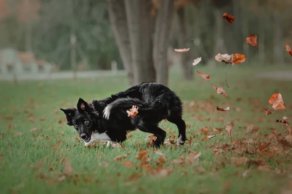 Fronteira collie cachorro cão pulando e captura queda outono folhas no parque — Fotografia de Stock