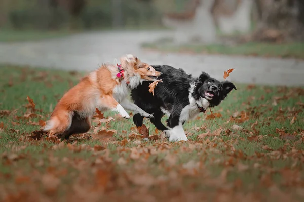 Две собаки играют на свежем воздухе в осеннем парке — стоковое фото