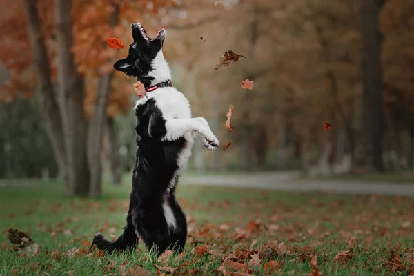 Щенок на границе колли прыгает и ловит осенние листья в парке — стоковое фото