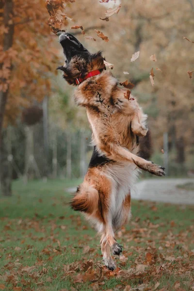 Schäferhund springt und fängt herabfallendes Laub im Park — Stockfoto