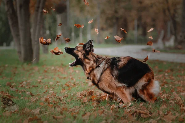 Немецкая овчарка прыгает и ловит осенние листья в парке — стоковое фото