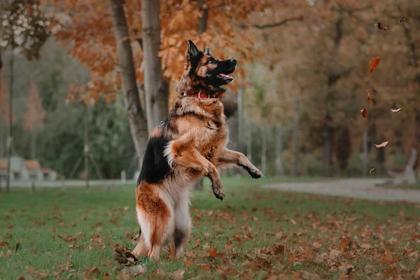 Schäferhund springt und fängt herabfallendes Laub im Park — Stockfoto